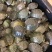 巴西龟仔中华草龟仔、台湾草龟仔