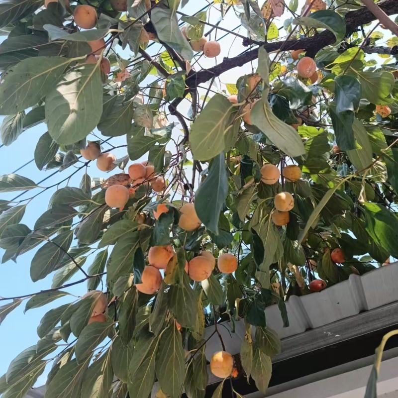 软柿子新鲜采摘自然脱色软柿子柿子