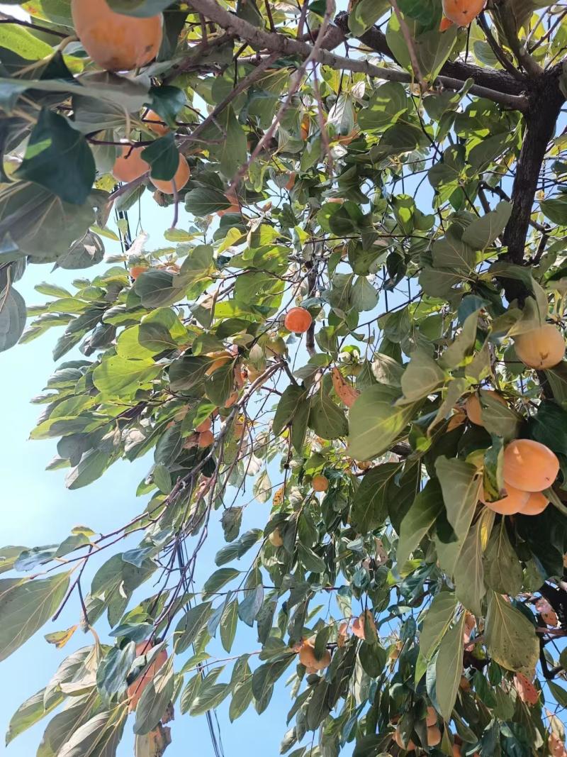 软柿子新鲜采摘自然脱色软柿子柿子