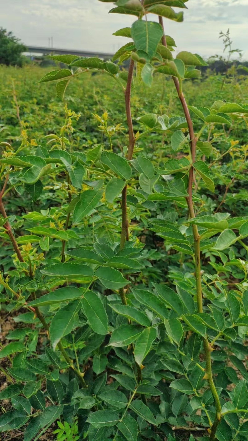 花椒苗，大红袍无刺花椒苗，南北种植，基地直销，量大质量好
