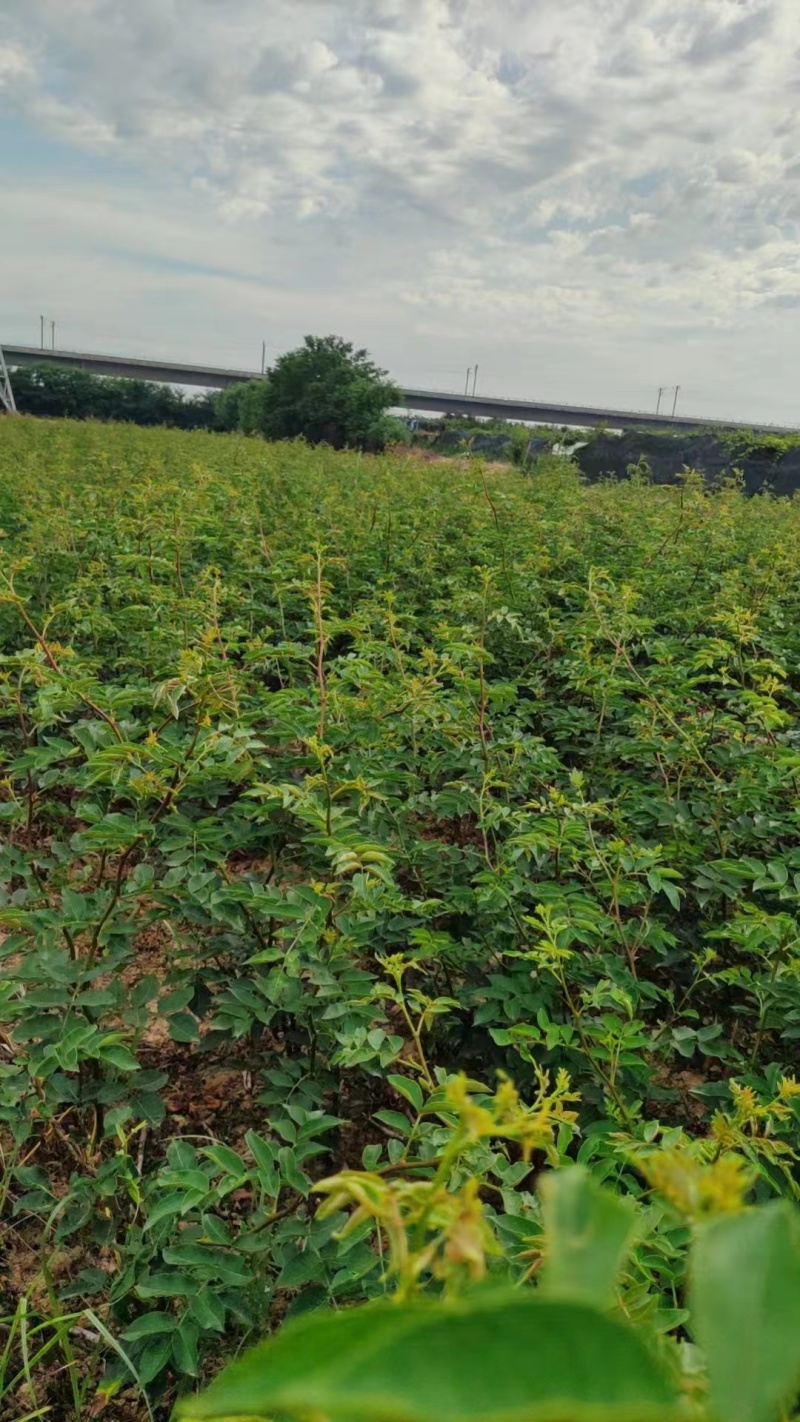 花椒苗，大红袍无刺花椒苗，南北种植，基地直销，量大质量好