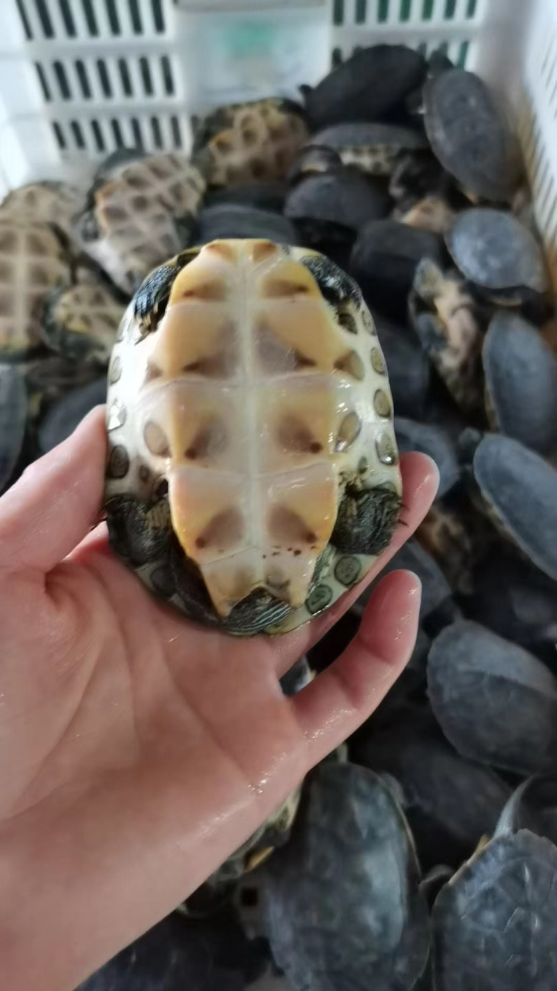 草龟长期批发零售绿线草龟仔中华草龟规格齐全欢迎联系