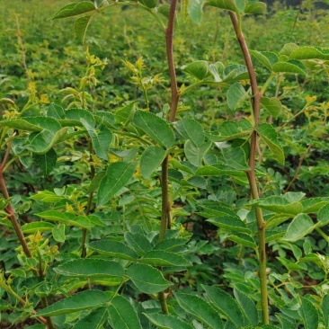 花椒苗,大红袍无刺花椒苗,南北种植,基地直销,量大质量好