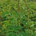 花椒苗,大红袍无刺花椒苗,南北种植,基地直销,量大质量好