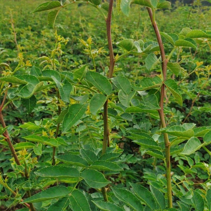 花椒苗，大红袍无刺花椒苗，南北种植，基地直销，量大质量好
