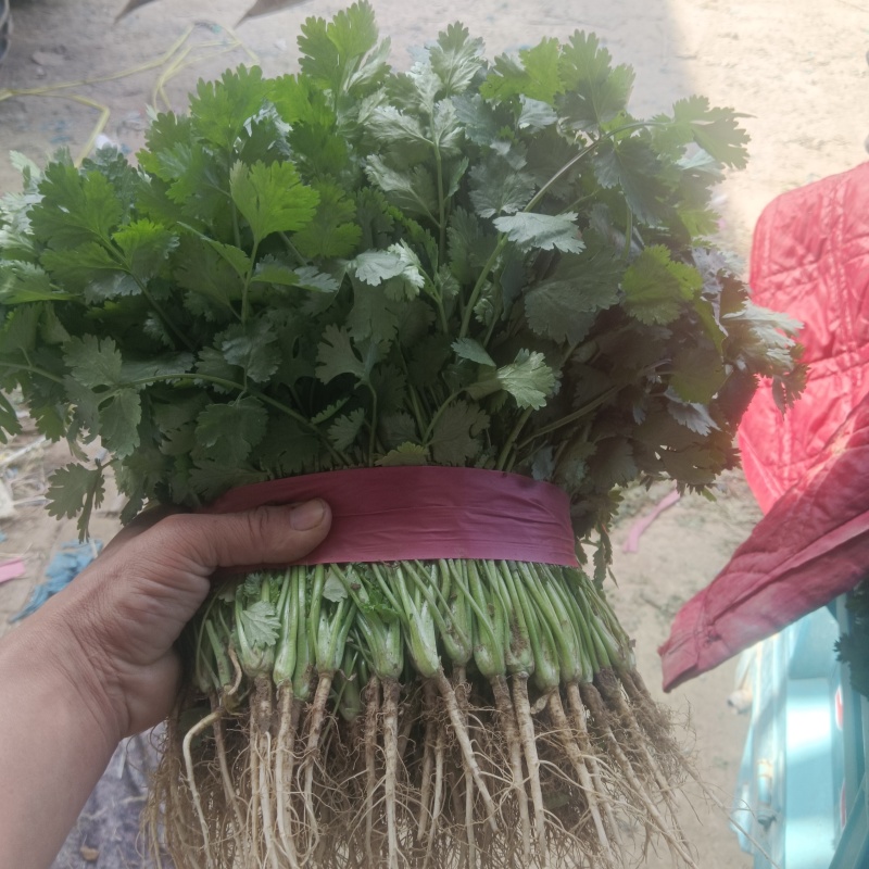 【大叶香菜】河南滑县精品大叶香菜产地直供代发全国可以打捆