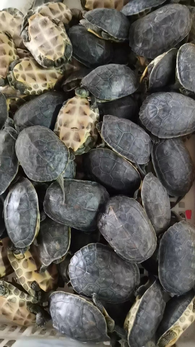 草龟长期批发零售绿线草龟仔中华草龟规格齐全欢迎联系