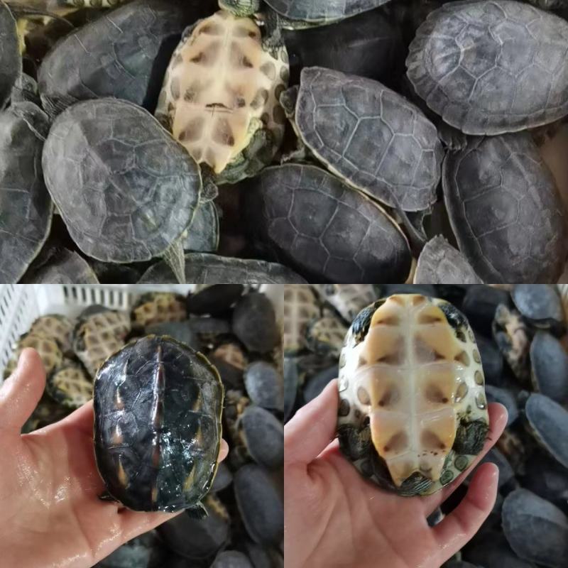 草龟长期批发零售绿线草龟仔中华草龟规格齐全欢迎联系