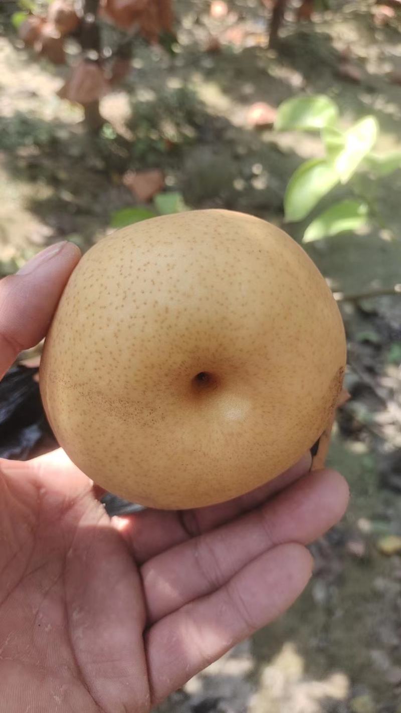 精品商丘晚秋黄梨大量供应，货源充足，产地直发，量大从优。