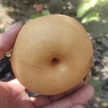 六两以上晚秋黄大黄梨新鲜采摘，货源充足质量保证量大