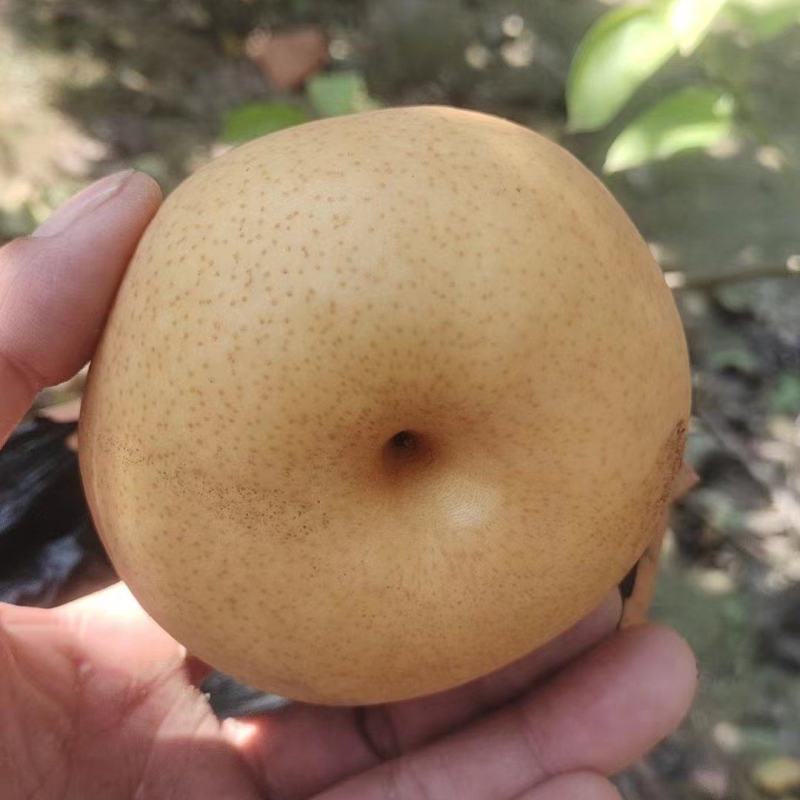 六两以上晚秋黄大黄梨新鲜采摘，货源充足质量保证量大