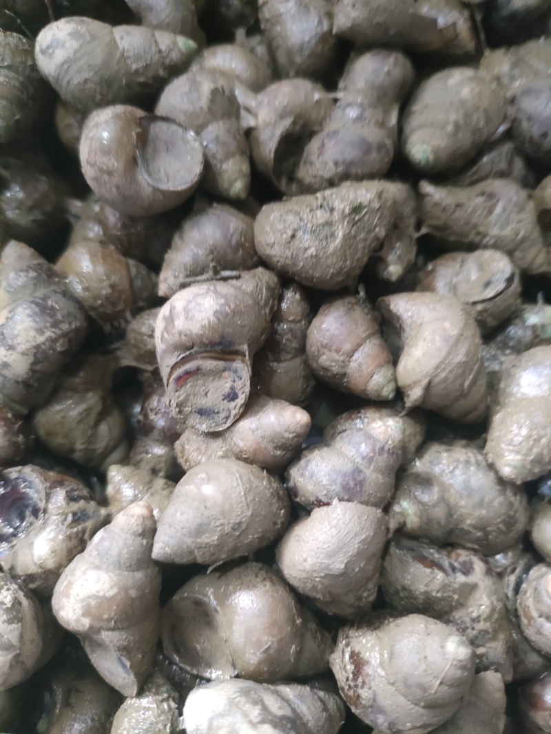 湖北洪湖清水薄壳螺蛳规格齐全一手货源欢迎咨询