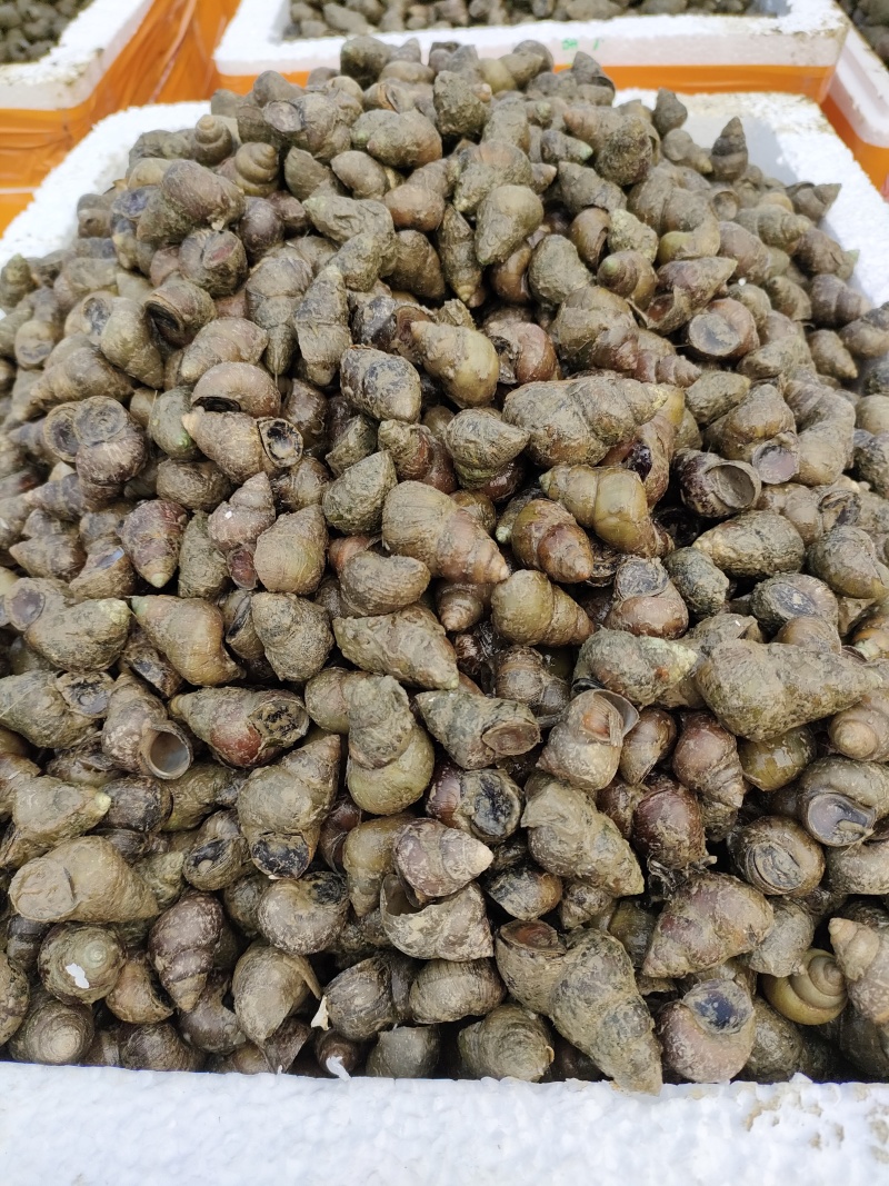 湖北洪湖清水薄壳螺蛳规格齐全一手货源欢迎咨询