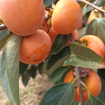 火葫芦柿子大量上市，价格便宜，要货者联系