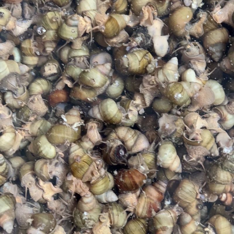 湖北洪湖清水薄壳螺蛳规格齐全一手货源欢迎咨询