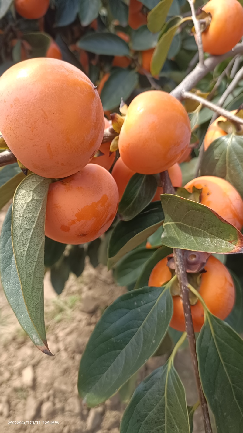 火葫芦柿子大量上市，价格便宜，要货者联系