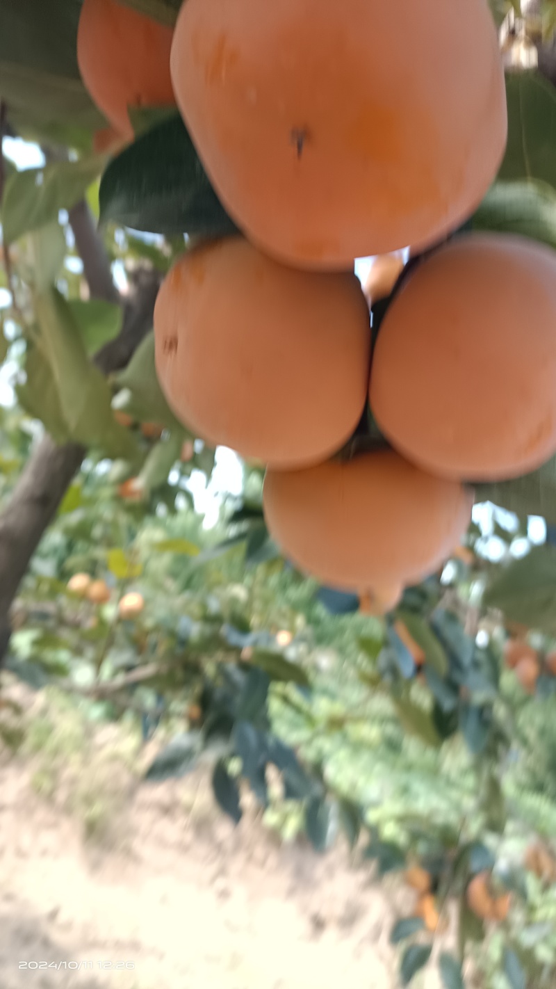 火葫芦柿子大量上市，价格便宜，要货者联系