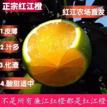 【红江橙】廉江红橙/广东红橙/果园现摘/供应电商市场商场