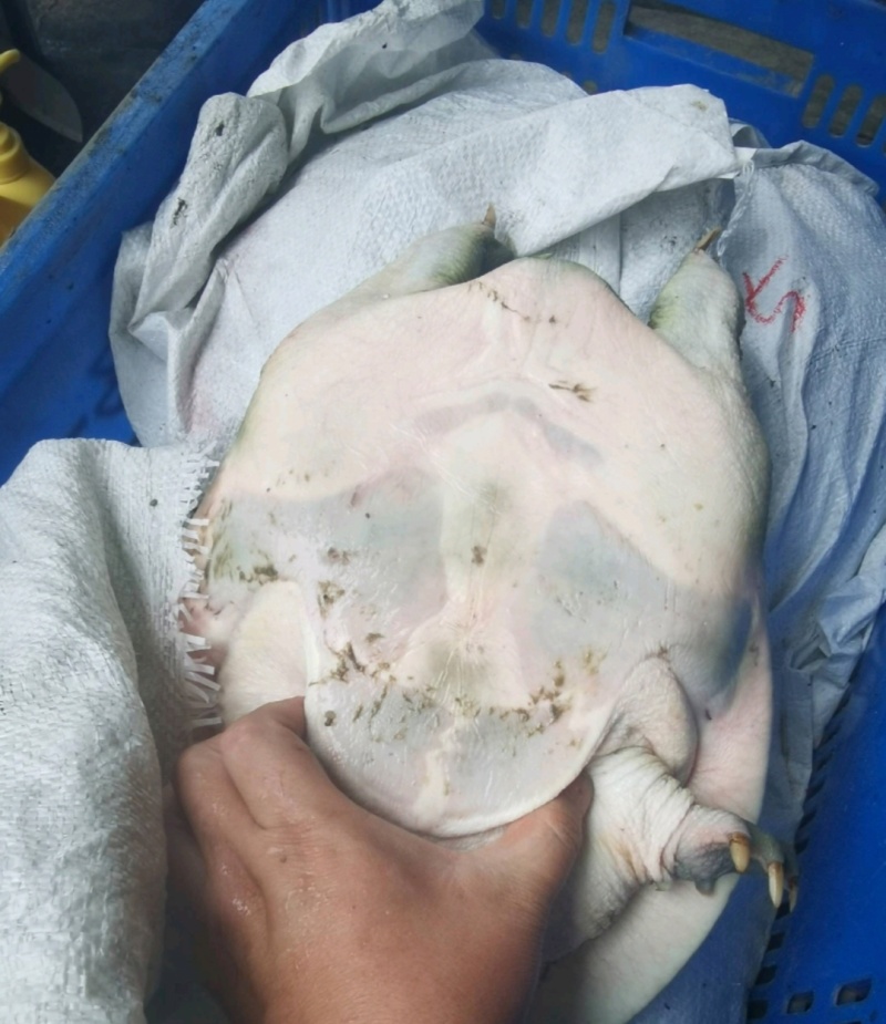 老水鱼老甲鱼鳖八年以上养殖场直供量大从优欢迎联系