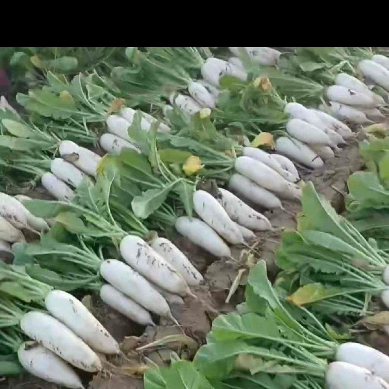 精品白萝卜万亩基地现挖现发地头价质量高欢迎来电
