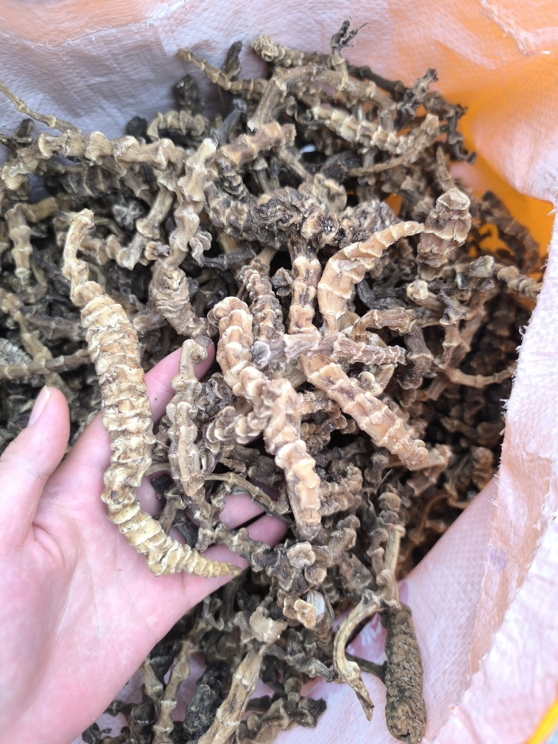 云南虫草参地参地参干中药材干货精选大条闪电发货