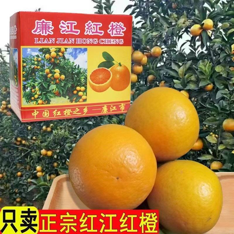 【推荐】廉江红橙/广东红橙/果园现摘/供应电商/市场商场