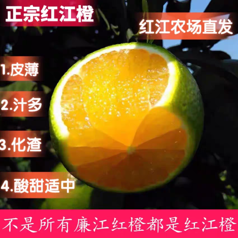【推荐】廉江红橙/广东红橙/果园现摘/供应电商/市场商场