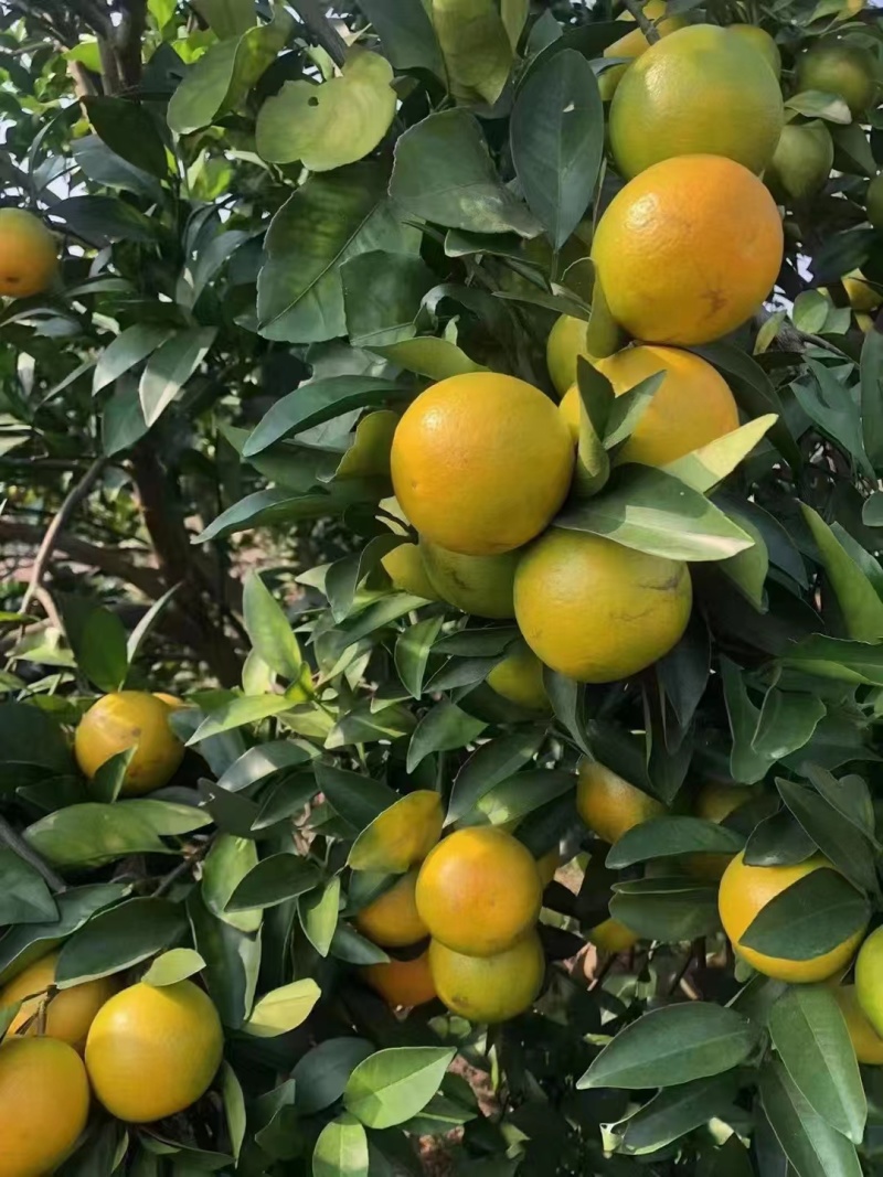 【推荐】廉江红橙/广东红橙/果园现摘/供应电商/市场商场