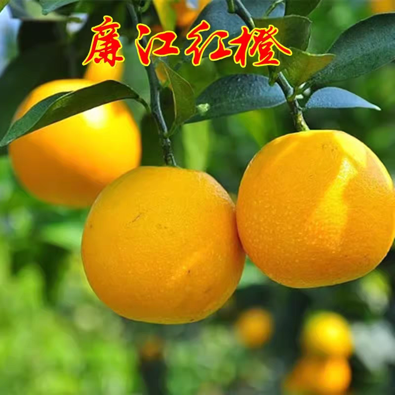 【推荐】廉江红橙/广东红橙/果园现摘/供应电商/市场商场