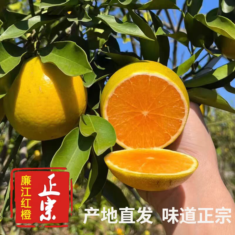 【推荐】廉江红橙/广东红橙/果园现摘/供应电商/市场商场