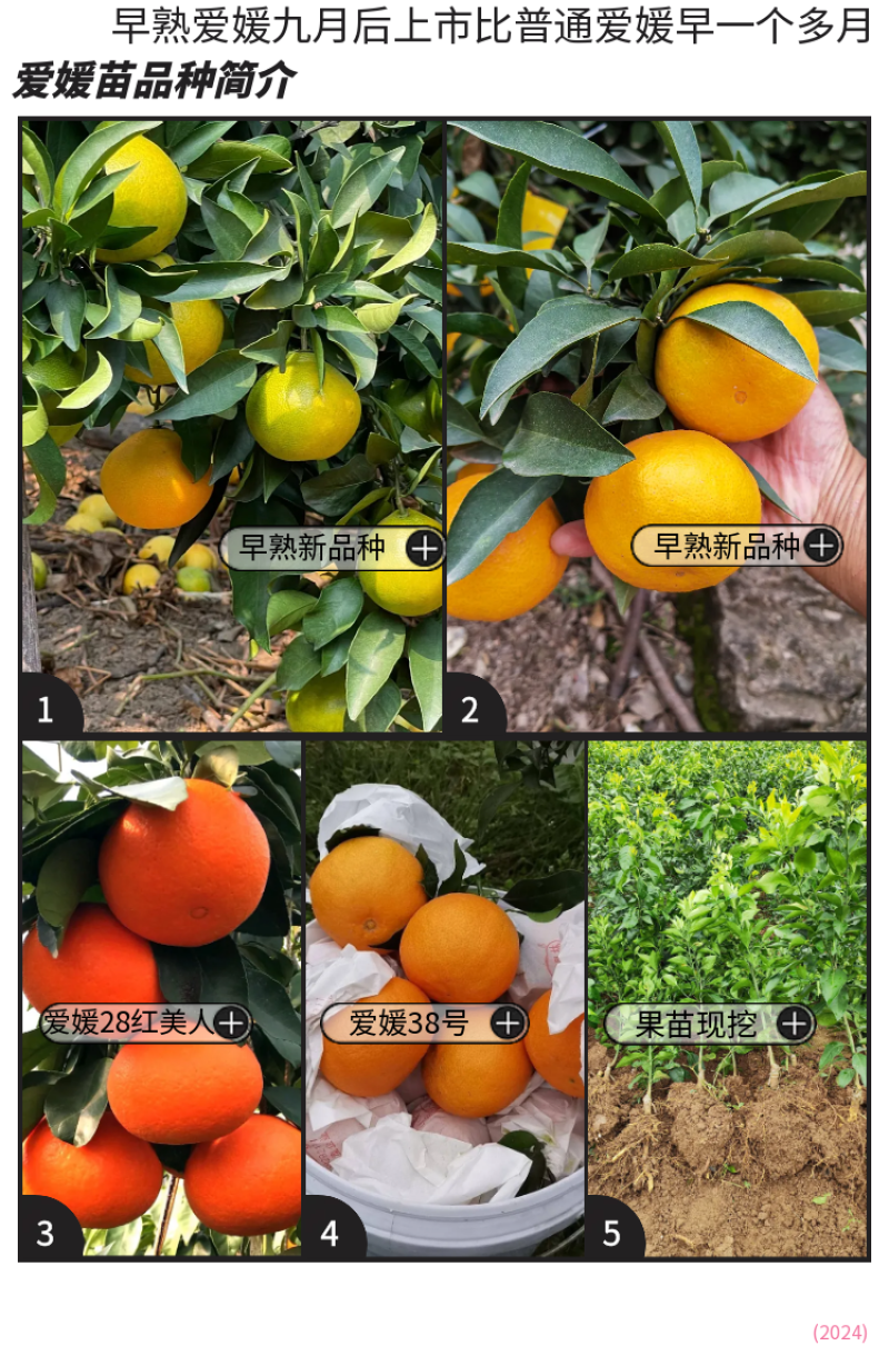 【新品种】早熟爱媛苗爱媛38号苗爱媛28号苗红美人早甜甜