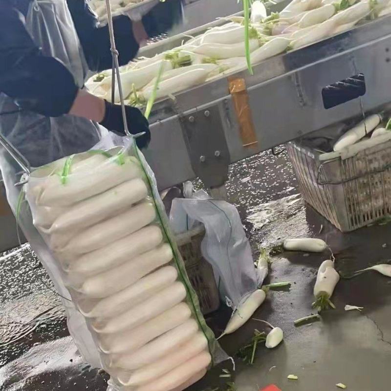 高山白萝卜大量供应，货源充足，保质保量，随行就市！