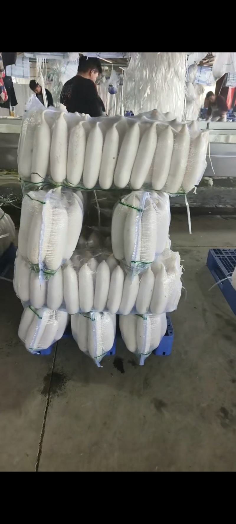 河南白萝卜精品白萝卜基地直发规格齐全价格实惠
