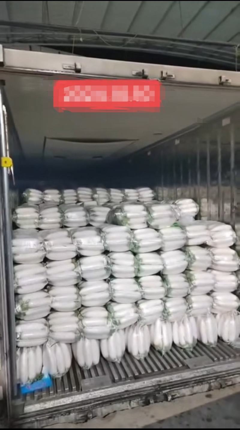 河南白萝卜精品白萝卜基地直发规格齐全价格实惠