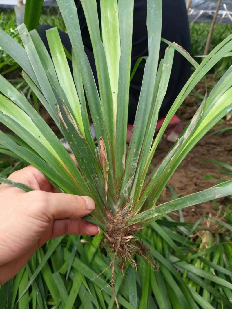 红心石菖蒲种苗