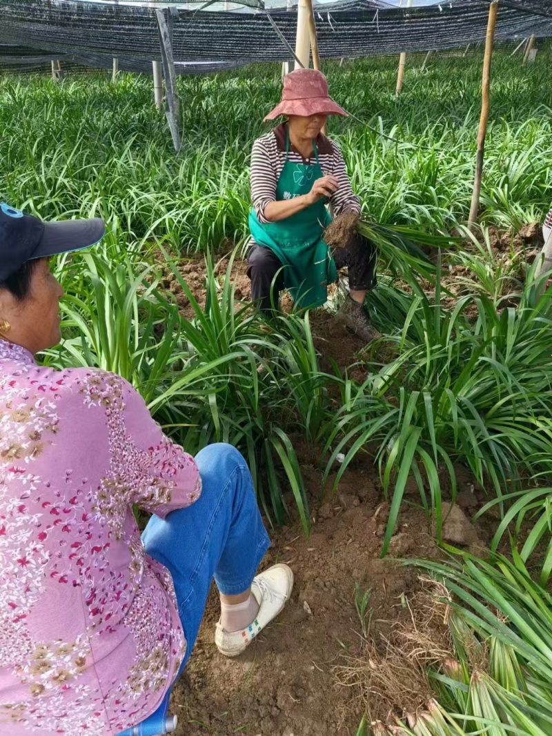 红心石菖蒲种苗