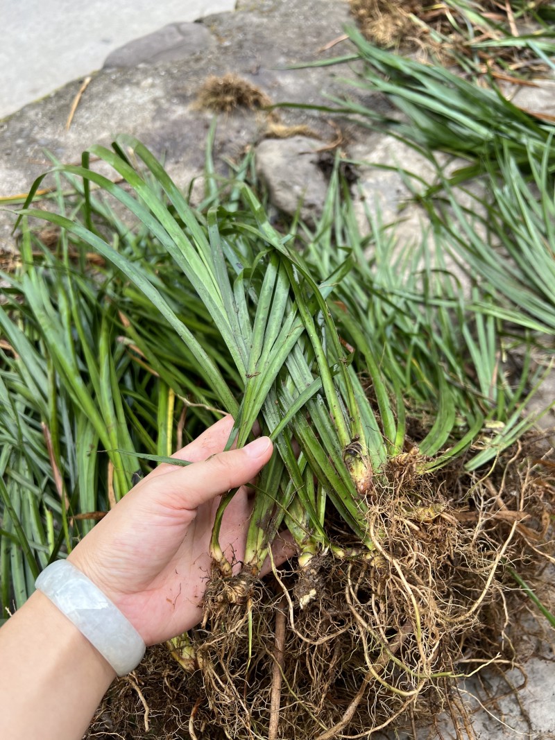 红心石菖蒲种苗