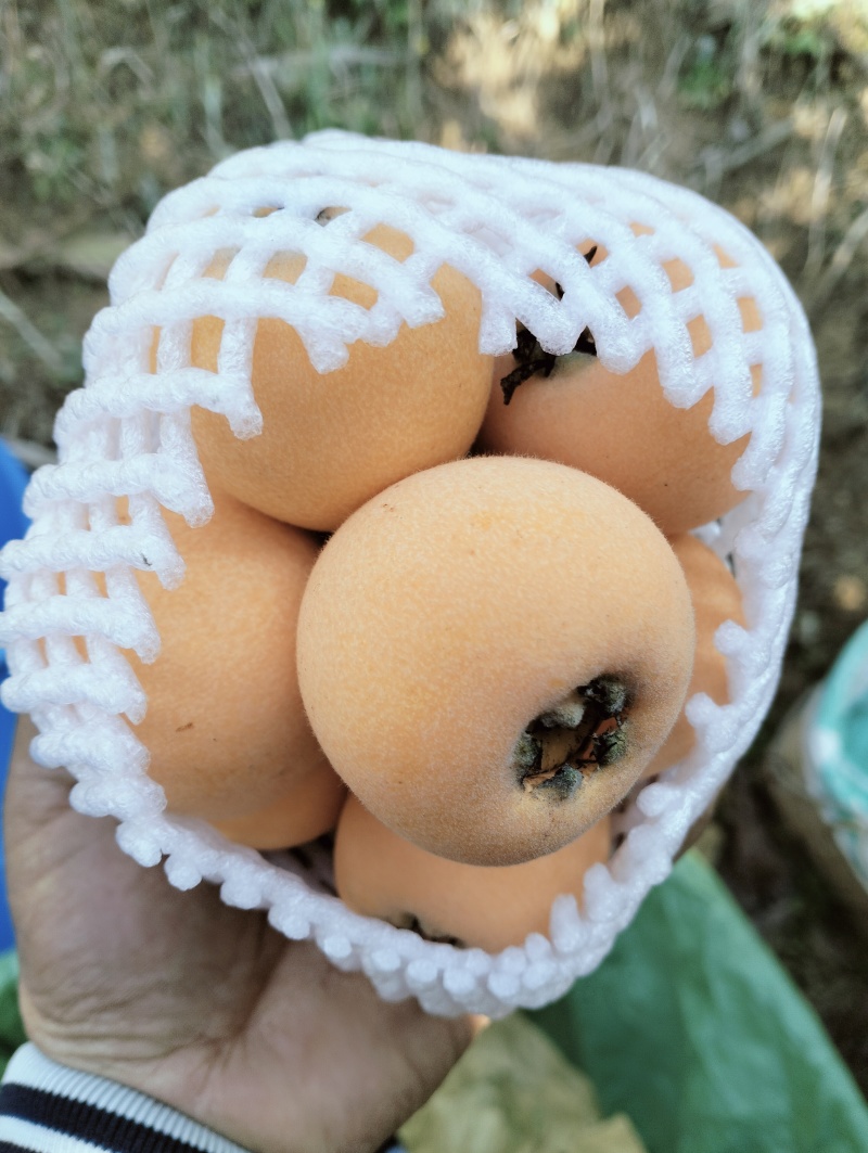 云南蒙自枇杷五星解放中长虹承接市场货电商平台