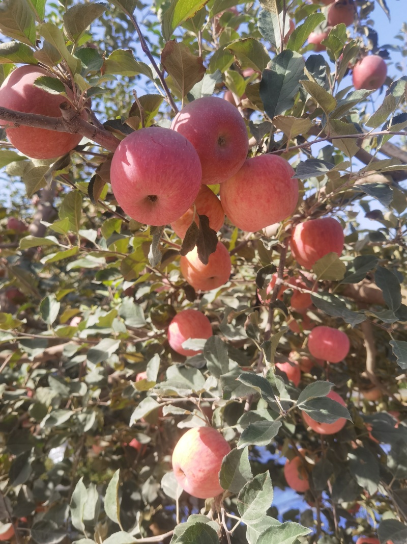 阿克苏冰糖心苹果