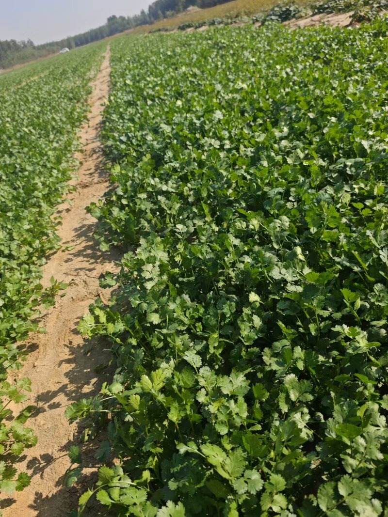 精品铁杆香菜货源充足对接全国质量保证欢迎咨询