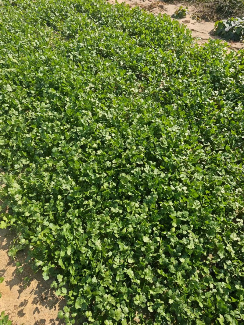 精品铁杆香菜货源充足对接全国质量保证欢迎咨询