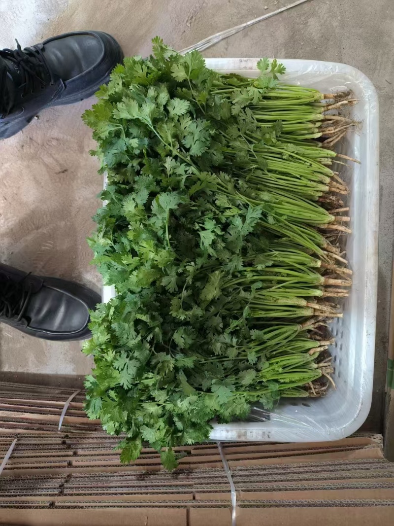 精品铁杆香菜货源充足对接全国质量保证欢迎咨询