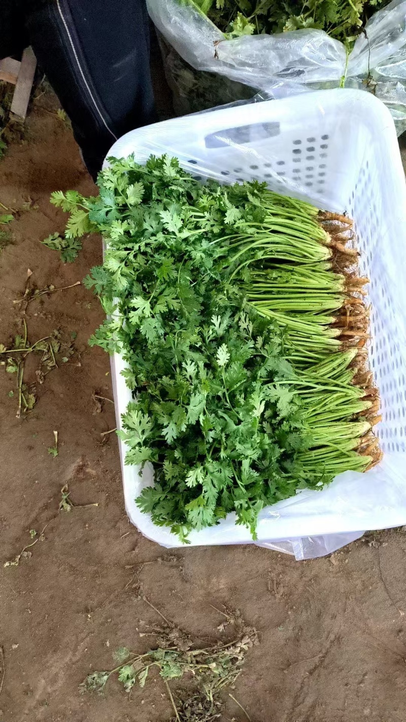 精品铁杆香菜货源充足对接全国质量保证欢迎咨询