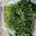 精品铁杆香菜货源充足对接全国质量保证欢迎咨询