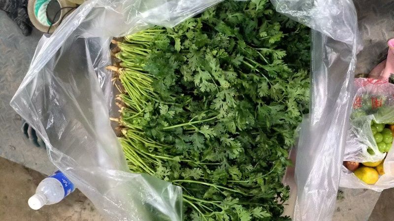 精品铁杆香菜货源充足对接全国质量保证欢迎咨询