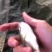 水产花鲢鱼苗，适合所有淡水鱼塘养殖，生长快抗病力强。