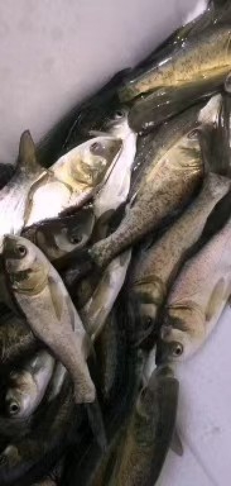 水产花鲢鱼苗，适合所有淡水鱼塘养殖，生长快抗病力强。