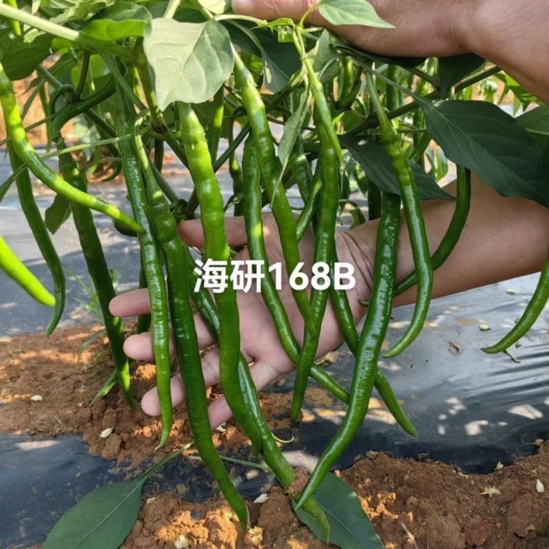 海研黑线加长三号辣椒种子中早熟长线椒味辣高产抗病深绿顺直