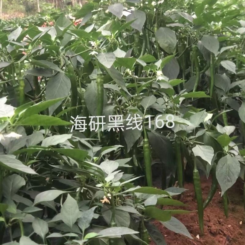 海研黑线加长三号辣椒种子中早熟长线椒味辣高产抗病深绿顺直