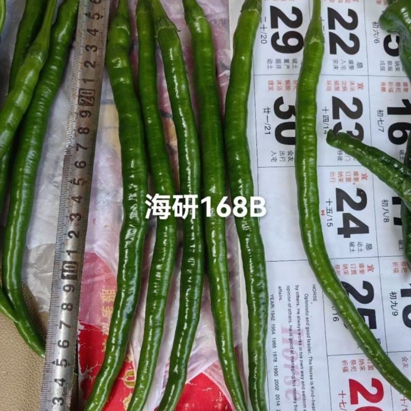 海研黑线加长三号辣椒种子中早熟长线椒味辣高产抗病深绿顺直